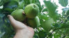 Billede af Golden Delicious