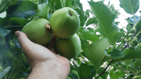 Billede af Golden Delicious