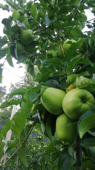 Billede af Golden Delicious