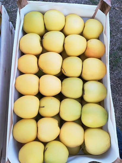 Billede af Apples