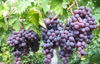 Billede af Grapes