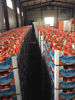 Billede af Tomatoes