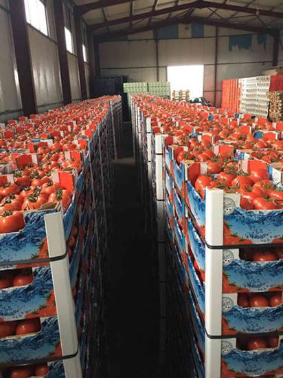 Billede af Tomatoes