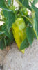Billede af Peppers