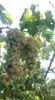 Billede af Grapes