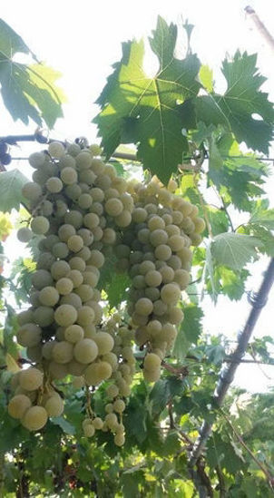 Billede af Grapes