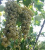 Billede af Grapes