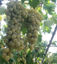 Bilde av Grapes