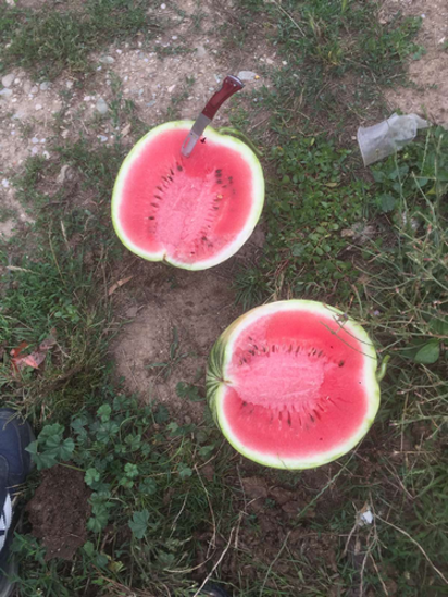 Billede af Watermelon
