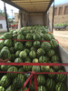 Billede af Watermelon