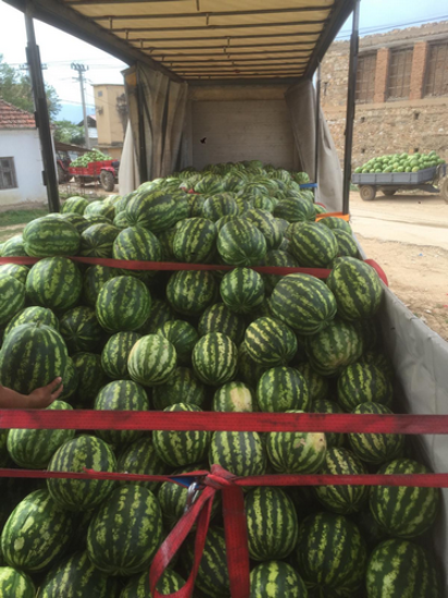 Billede af Watermelon