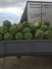 Billede af Watermelon