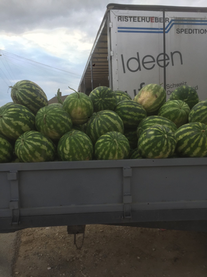 Billede af Watermelon
