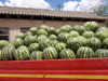 Billede af Watermelon