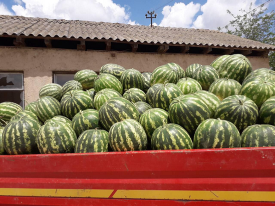 Billede af Watermelon