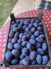 Billede af Plums