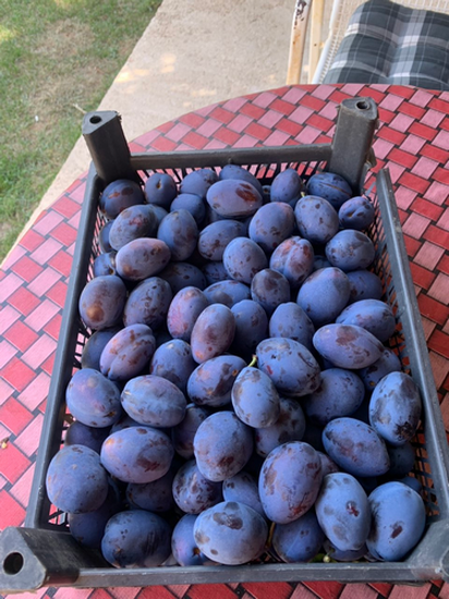 Billede af Plums