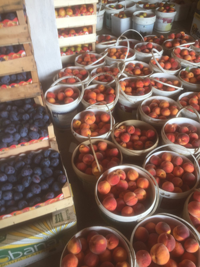 Billede af Plums