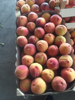 Billede af Peaches