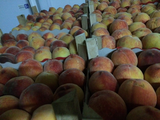 Billede af Peaches