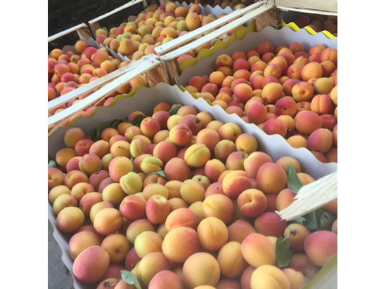 Billede af Apricots
