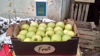 Billede af Granny Smith