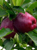 Billede af Red Delicious