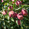 Billede af Red Delicious