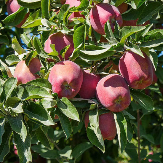 Billede af Red Delicious