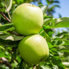 Billede af Granny Smith