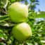 Bild på Granny Smith